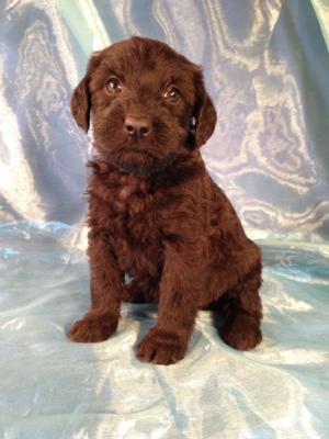 Black Male Standard Schnoodle Puppy for sale in Iowa #4 DOB 12-6-14 $750